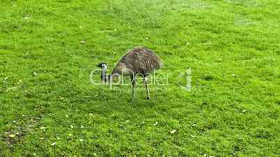 Ostrich on the grass