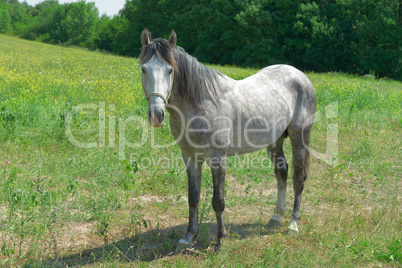 Home horse on a green field