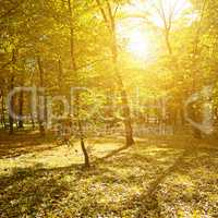 Rays of sun in autumn park