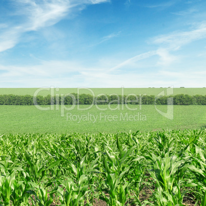 corn field and beautiful sky