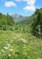 Alpine meadow covered with forest