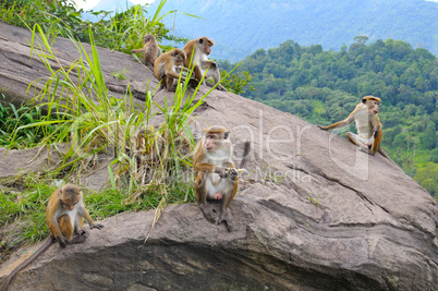 family of wild monkeys on the ledge