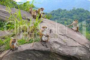 family of wild monkeys on the ledge