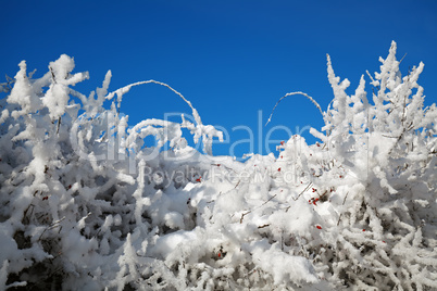 snow on the branches