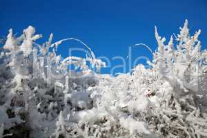 snow on the branches