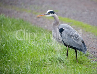 Great Blue Heron - Ardea herodias