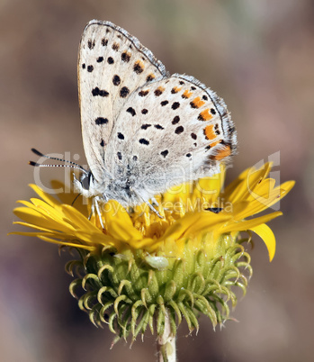 California Hairstreak butterfly on a yellow flower