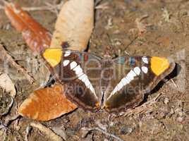California Sister, Adelpha californica Butterfly