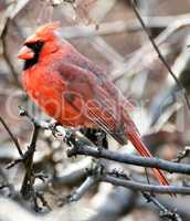 North Cardinal (Cardinalis cardinalis) male perched on a tree branch