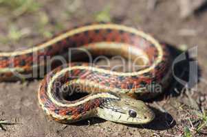 Coast Gartersnake, Thamnophis elegans terrestris, close-up