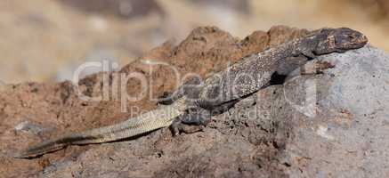 Common Chuckwalla, Sauromalus ater, Camouflaging on a rock