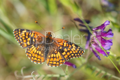 Coronis Fritillary butterfly feeds on a purple flower nectar