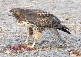 Red-tailed Hawk, Buteo jamaicensis, juvenile, eating a Squirrel