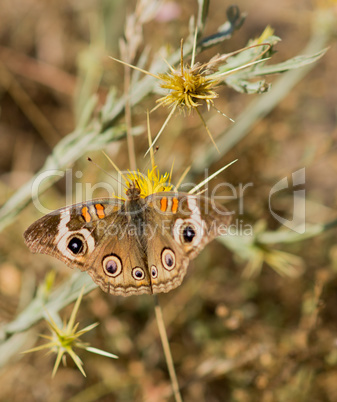 Common Buckeye butterfly feeds from a yellow flower