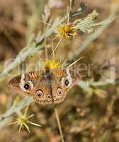 Common Buckeye butterfly feeds from a yellow flower
