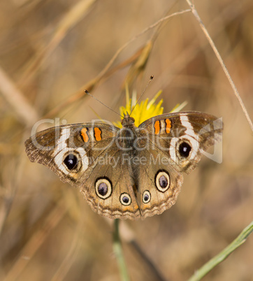 Common Buckeye - Junonia coenia