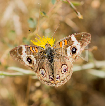 Common Buckeye - Junonia coenia