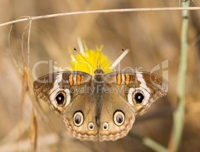 Common Buckeye - Junonia coenia