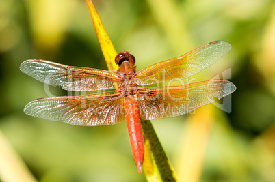 Flame (firecracker) Skimmer - Libellula saturata dragonfly