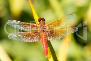 Flame (firecracker) Skimmer - Libellula saturata dragonfly