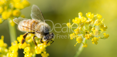 Bee - Anthophila on Anise Flower