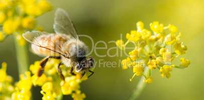 Bee - Anthophila on Anise Flower