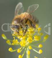 Bee - Anthophila on Anise Flower
