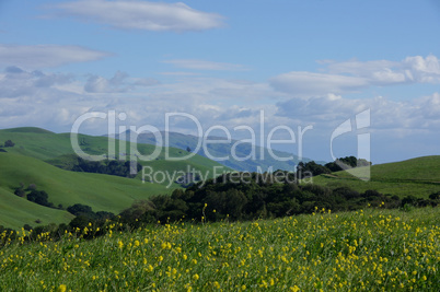 Yellow Meadow. Northern California Landscape. Spring, 2014.