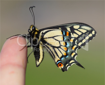 Life at your Fingertips, Anise Swallowtail Butterfly