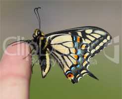 Life at your Fingertips, Anise Swallowtail Butterfly
