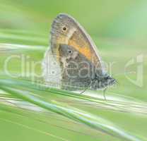 Common Ringlet, Coenonympha tullia, butterfly in the Meadow