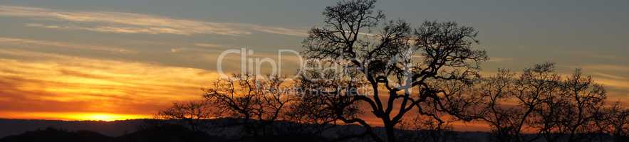 Panoramic Vivid Sunset with Trees