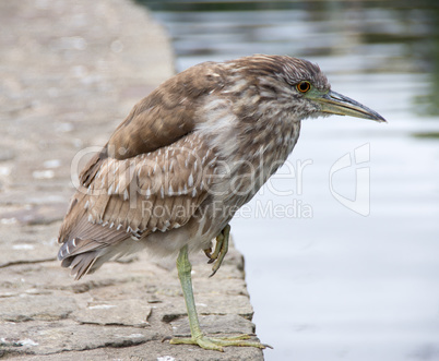 Black-Crowned Night-Heron, Nycticorax nycticorax, Juvenile