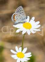 California Hairstreak butterfly on a white and yellow flower