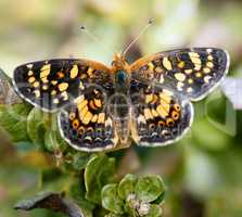 Field Crescent, Phyciodes pulchella butterfly