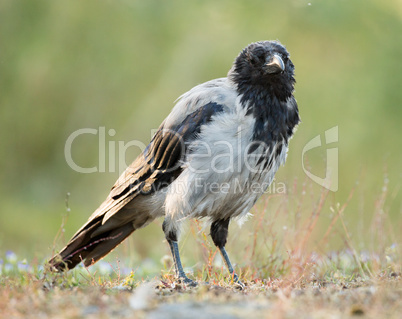 Hooded Crow, Corvus corone cornix