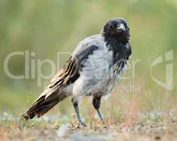 Hooded Crow, Corvus corone cornix