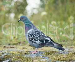 Common wood pigeon, Columba palumbus