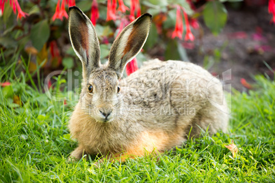 European Hare, Lepus Europaeus, Close-up