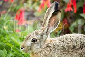 European Hare, Lepus Europaeus, Close-up