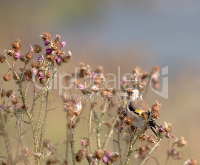 European Goldfinch, Carduelis carduelis, perched on pink weeds