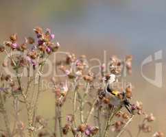 European Goldfinch, Carduelis carduelis, perched on pink weeds