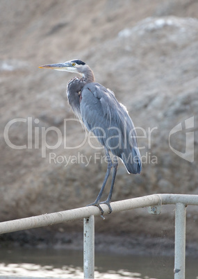 Great Blue Heron - Ardea herodias