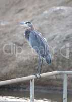 Great Blue Heron - Ardea herodias