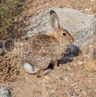 Desert Cottontail Rabbit - Sylvilagus audubonii