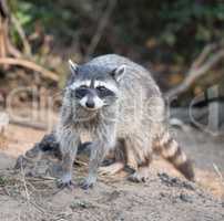 Raccoon - Procyon lotor (harvest) portrait