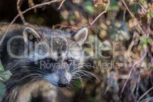 Raccoon - Procyon lotor (harvest) portrait