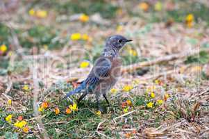 Western Bluebird perched on colorful ground