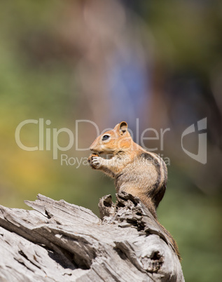 Golden-mantled Ground Squirrel, Callospermophilus lateralis