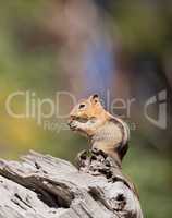 Golden-mantled Ground Squirrel, Callospermophilus lateralis